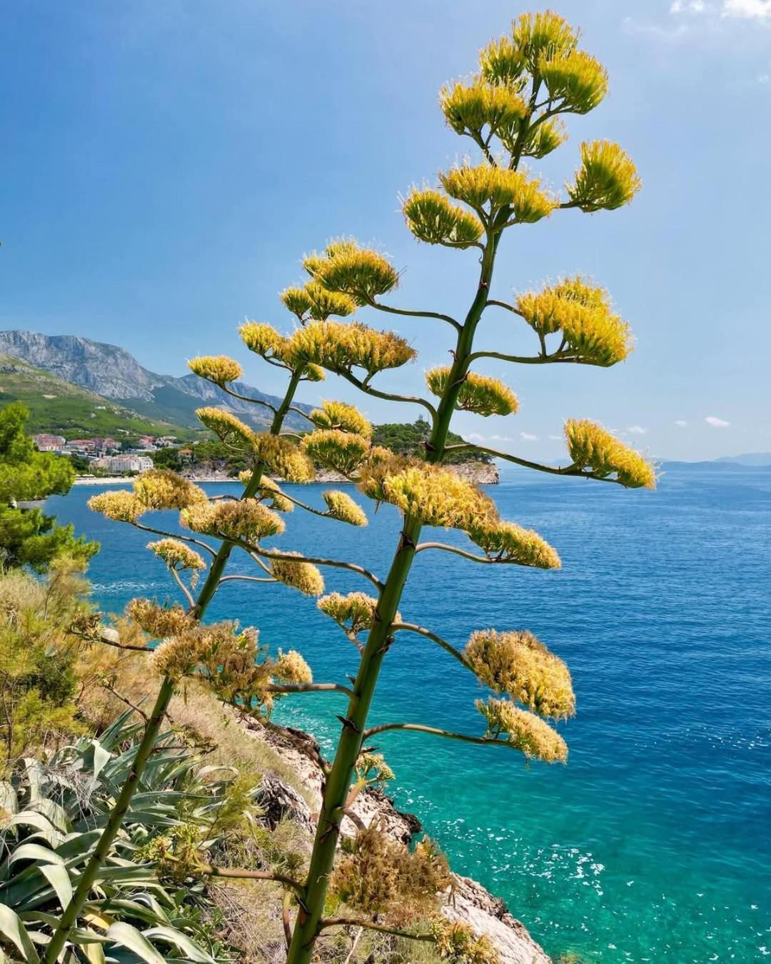 Apartment Villa Mirna Makarska Exterior foto