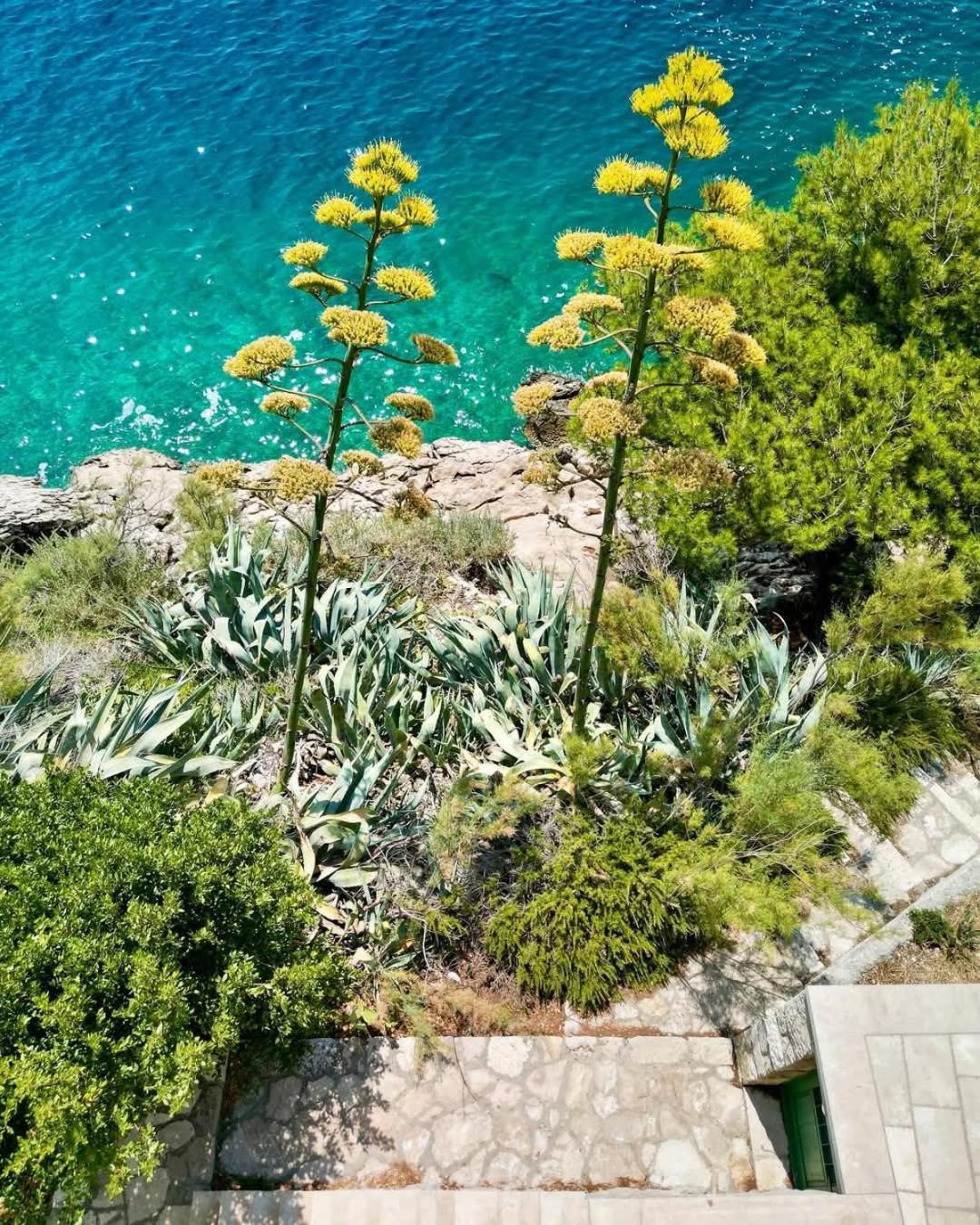 Apartment Villa Mirna Makarska Exterior foto